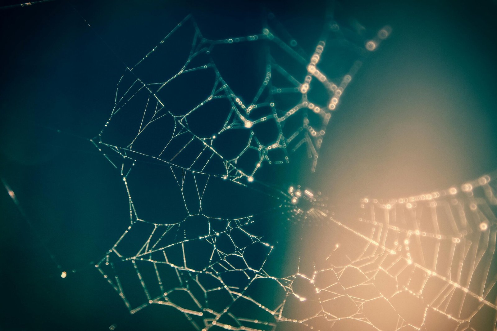 Ethereal spider web in soft light showcasing the intricacy of its design.